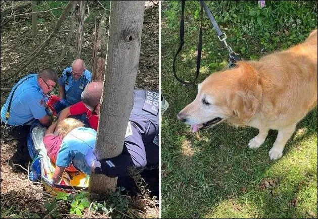 Golden Retriever Saves Owner After Fall