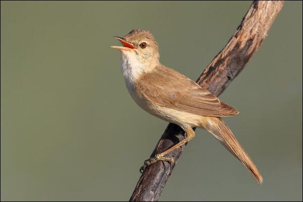 Eurasian Reed Warbler